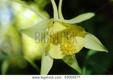 yellow flower