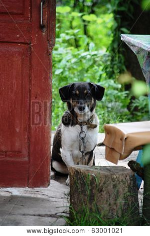 black and white dog