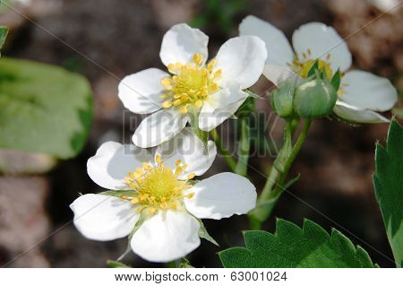strawberries flowers