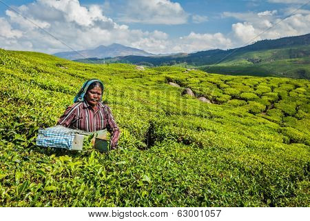 KERALA, INDIA - FEBRUARY 18, 2014: Unidentified Indian woman harvests tea leaves at tea plantation at Munnar. Only uppermost leaves are collected and workers collect daily up to 30 kilos of tea leaves