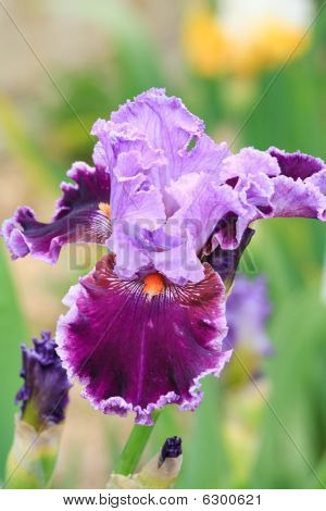 Iris blomst