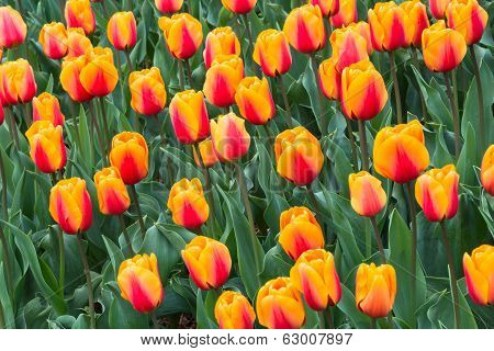 Floral Background Tulips