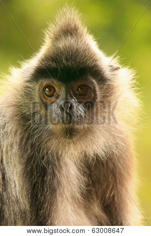 Silvered Leaf Monkey, Sepilok, Borneo, Malaysia