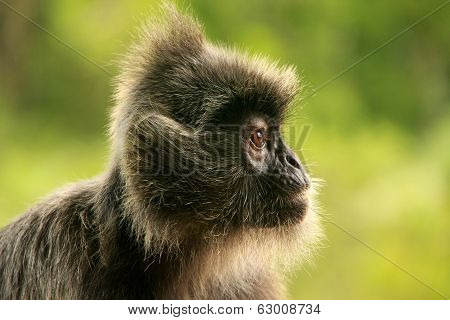 Silvered Leaf Monkey, Sepilok, Borneo, Malaysia