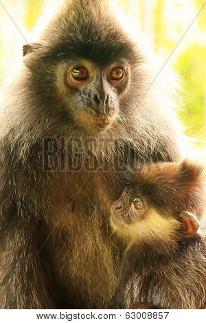 Silvered Leaf Monkey With A Baby, Borneo, Malaysia