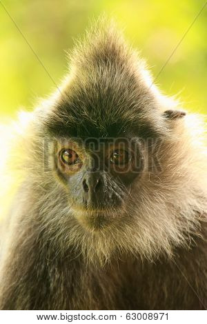 Silvered Leaf Monkey, Sepilok, Borneo, Malaysia