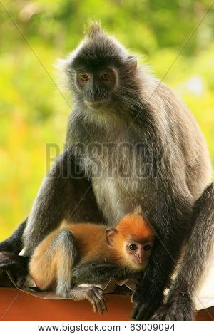 Silvered Leaf Monkey With A Young Baby, Borneo, Malaysia