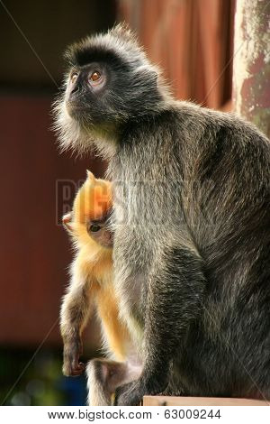 Silvered Leaf Monkey With A Young Baby, Borneo, Malaysia