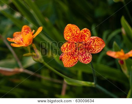 Blackberry Lily aka Iris domestica (Belamcanda chinensis)