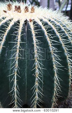 Echinocactus Grusonii In A Botanical Garden