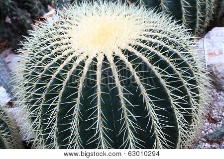 Echinocactus Grusonii