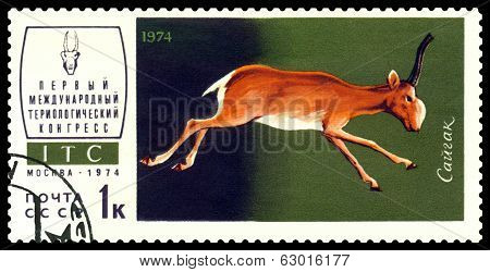 Vintage  Postage Stamp. Saiga.
