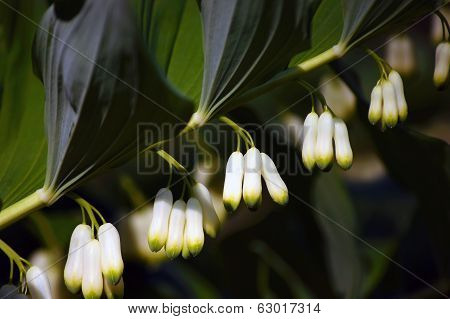 Solomon's seal flowers.