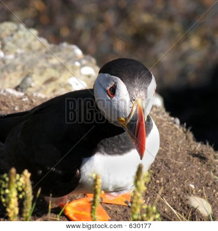 Puffin Closeup