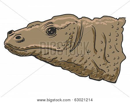Komodo Dragon