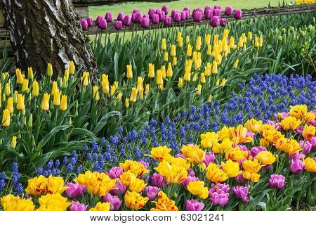 Colorful Spring Flower Garden