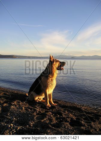 German Shepherd