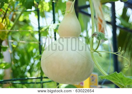 Bottle Gourd