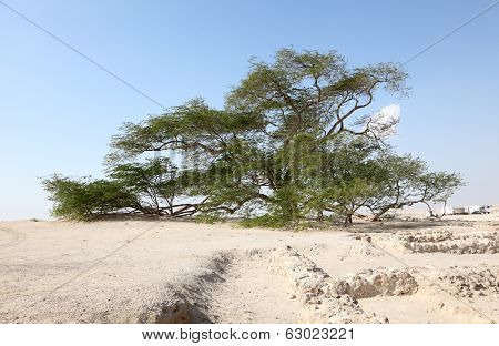 Tree Of Life In Bahrain, Middle East