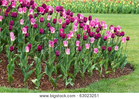 Tulip Plants In Flower Bed