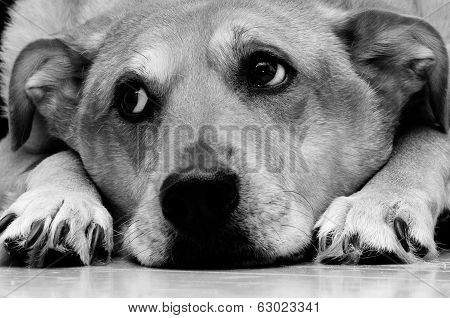 Black and White Dog