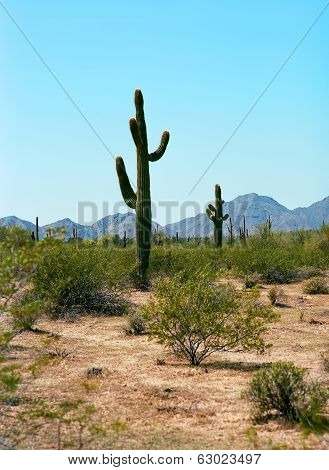 Saguaro Cactus