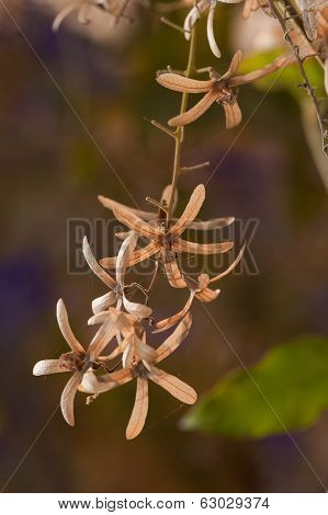 Purple Flora