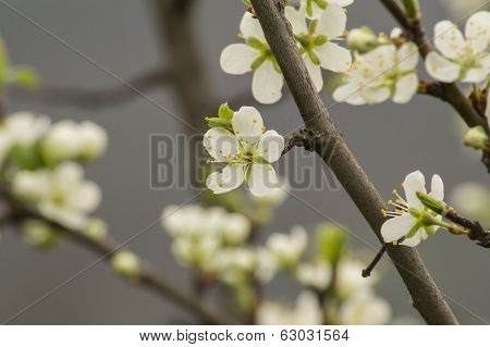 Spring - Apple Tree In Bloom