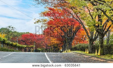 Autumn Leaves In A Parking Lot