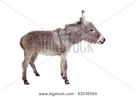 Donkey on white