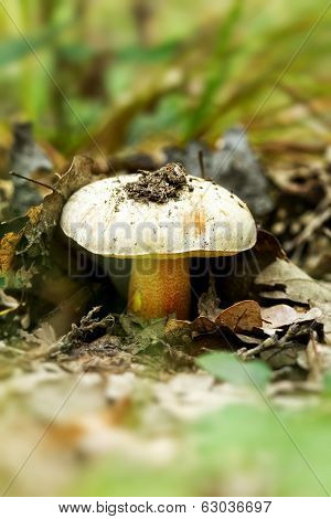 Rooting Bolete