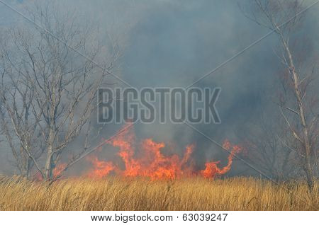 Brushfire