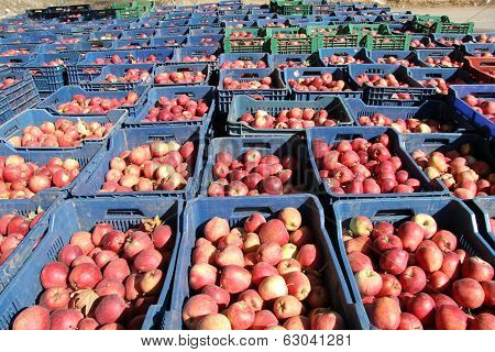Boxes With Apples