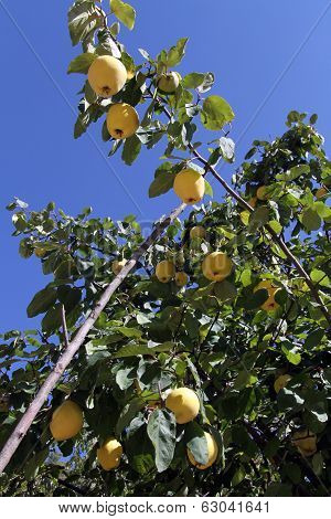 Quinces