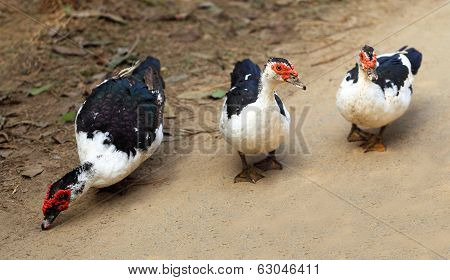 The Muscovy Duck