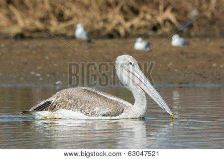 Pink-backed Pelican Floating Passed Grey-headed Gulls