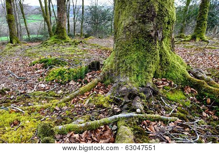 Tree Roots
