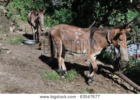 Donkeys