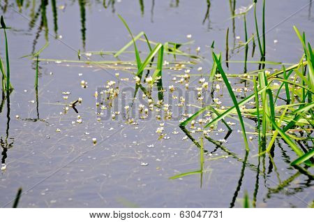 Hydrocharis Afloat