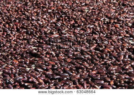 Brown Seeds