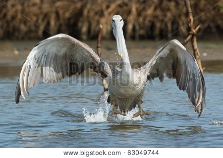 Pink-backed Pelican In The Air Making A Lunge For Fish