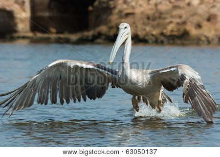 Pink-backed Pelican In The Air Making A Lunge For Fish