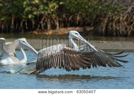 Pink-backed Pelican In The Air Making A Lunge For Fish