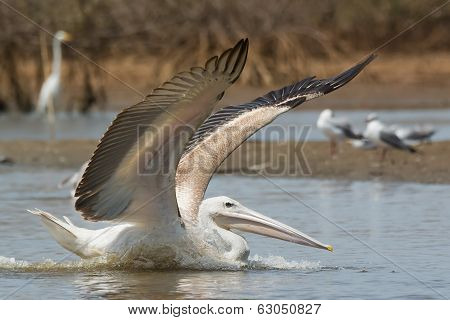 Pink-backed Pelican In The Mangroves With Wings Out