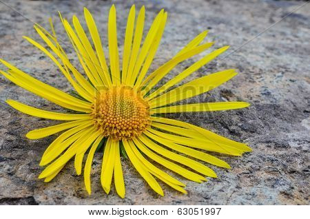 Flower On The Stone