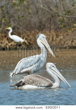 Two Pink-backed Pelicans In Shallow Water