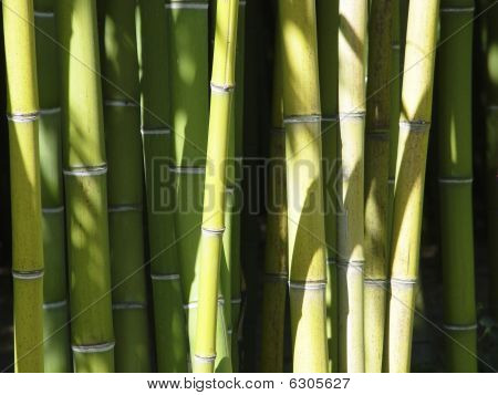 Bamboo Forest