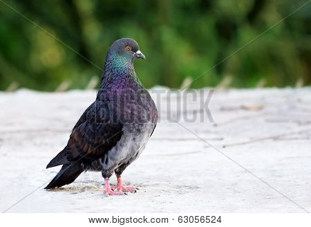 King Pigeon