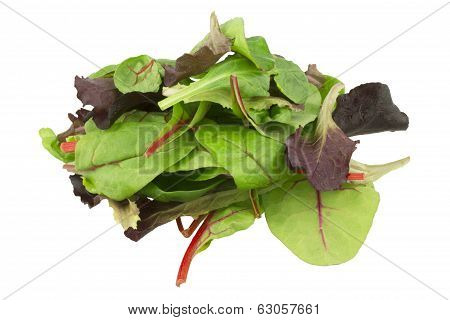 Mixed salad baby red leaf, baby spinach & red chard isolated on white