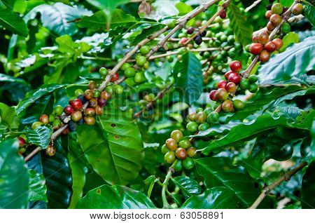 The Coffee Tree With Ripe Bean In The Farm